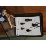 COLLECTION OF ENGLISH STAG BEETLES, displayed in glass-topped box, together with ROE DEER HORN