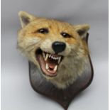 PETER SPICER & SONS, TAXIDERMISTS, LEAMINGTON FOX MASK, modelled open mouthed, set on an oak shield