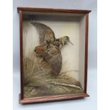 DAVID L. KENINGALE - TAXIDERMIST WARWICKSHIRE "FLUSHED WOODCOCK", well-modelled specimen in