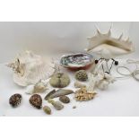 A COLLECTION OF SEA SHELLS includes; an Abalone, Queen Conch, etc. also an East African shell,