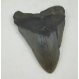 A MEGALODON TOOTH (Carcharocles Megalodon) from an extinct "big tooth" shark, lived approximately