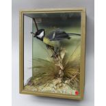 DAVID L. KENINGALE, TAXIDERMIST, WARWICKSHIRE "GREAT TIT", well modelled specimen, set in