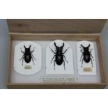 ENGLISH STAG BEETLE (L. Cervus) 3 FINE MALE SPECIMENS (one exceptional "Branch" measurement). Pinned