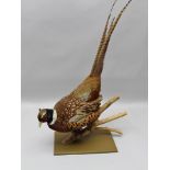 WELL MODELLED "COCK PHEASANT" set on natural branchwork in "stooping" pose, signed on branchwork "