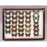 DAVID L. KENINGALE (LEPIDOPTERIST) WILDLIFE LICENCE TAXIDERMY SALES (ENTOMOLOGY) Ref: CL07/2015/0003