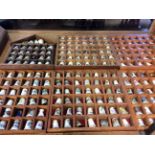 A collection of various boxed thimble shells.