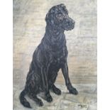 MEG BURNS. Framed, signed, dated ‘66’, oil on canvas, portrait of a black Labrador, 45cm x 34.8cm.