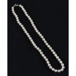 A choker length string of cultured pearls.