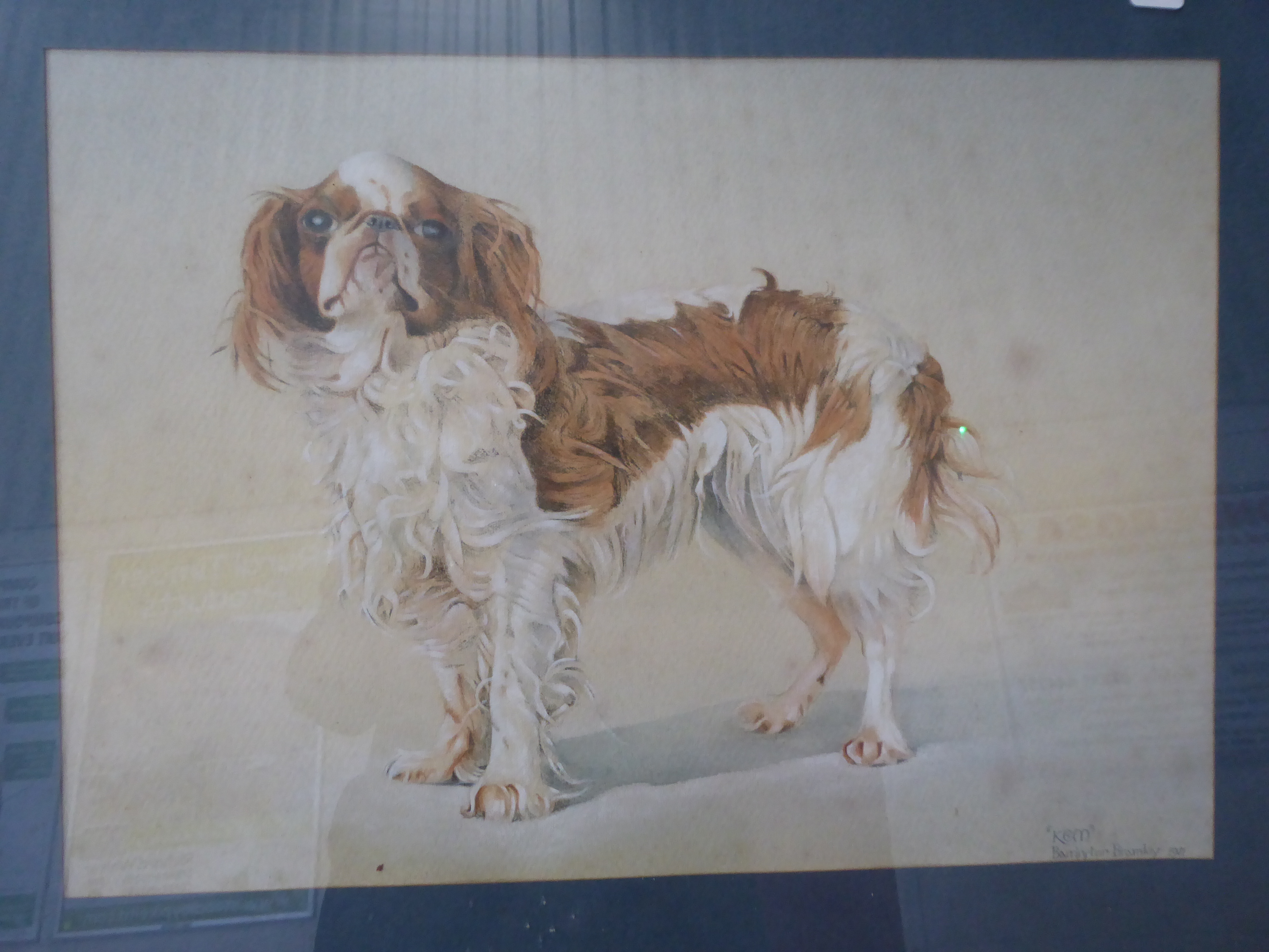 BARRINGTON BRAMLEY; Study of a Cavalier King Charles Spaniel "Kem", Watercolour, signed and dated