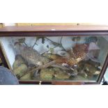 A Taxidermy Group of cock and hen Pheasant in a glazed case. 2' 10" (87cms) wide.