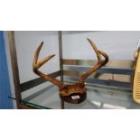 Pair of mounted antlers