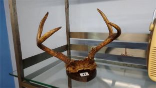 Pair of mounted antlers