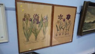 Two Botanical pictures of plants