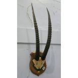 A pair of mounted antelope horns