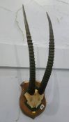 A pair of mounted antelope horns