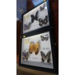 Two framed sets of butterflies