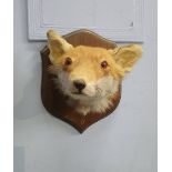 Taxidermy, two wall mounted foxes heads