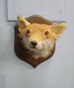 Taxidermy, two wall mounted foxes heads