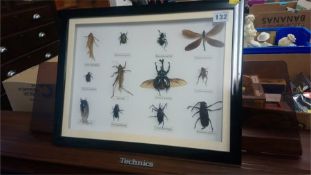 Cased insects