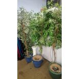 Collection of artificial trees