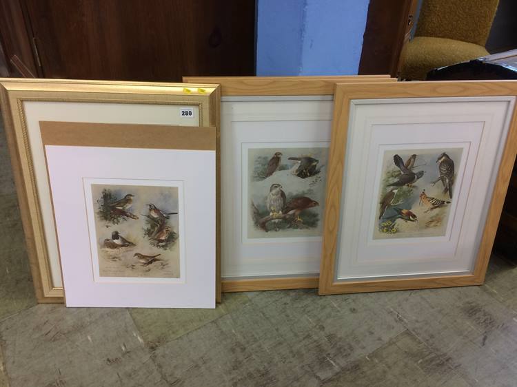 Collection of Ornithological prints