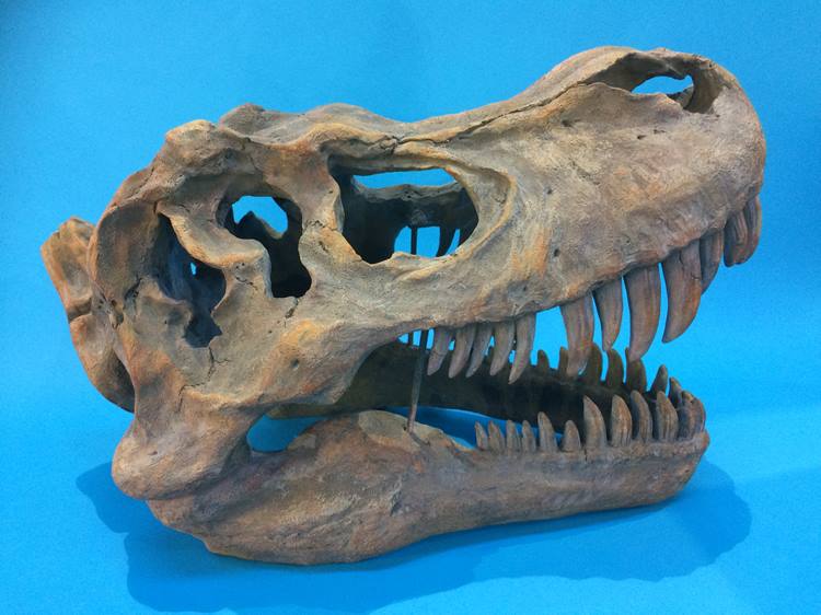 A large cast resin dinosaur skull - Image 2 of 6