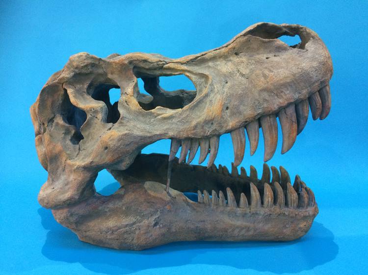 A large cast resin dinosaur skull - Image 5 of 6