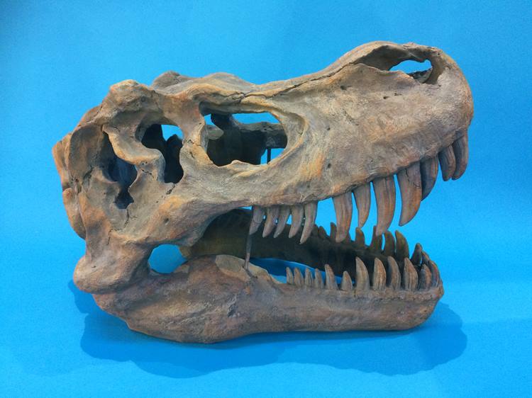 A large cast resin dinosaur skull