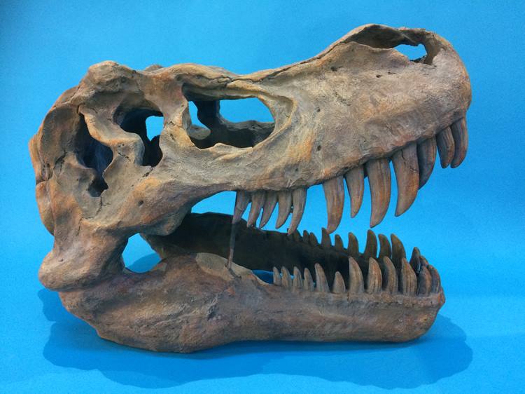 A large cast resin dinosaur skull - Image 6 of 6