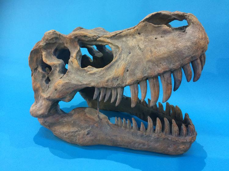 A large cast resin dinosaur skull - Image 3 of 6