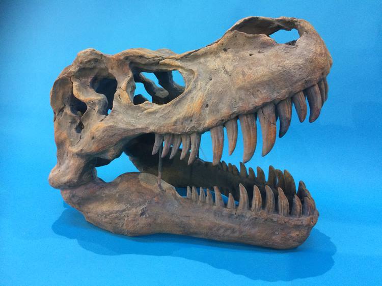 A large cast resin dinosaur skull - Image 4 of 6