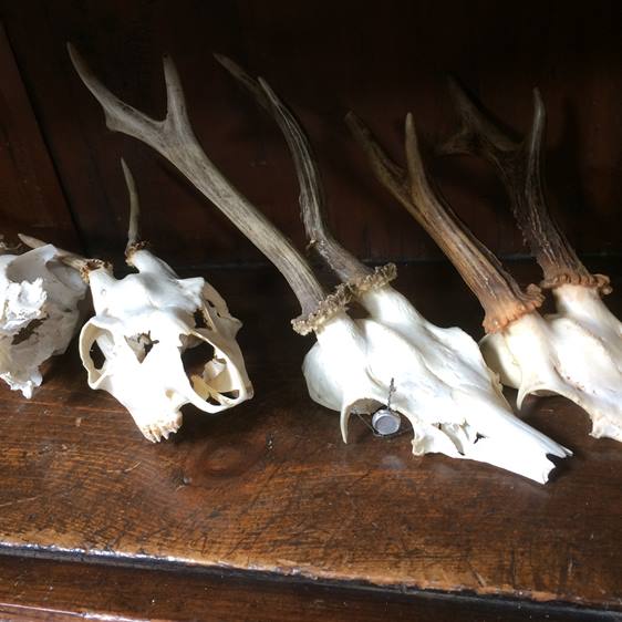 Collection of mounted antlers - Image 2 of 2