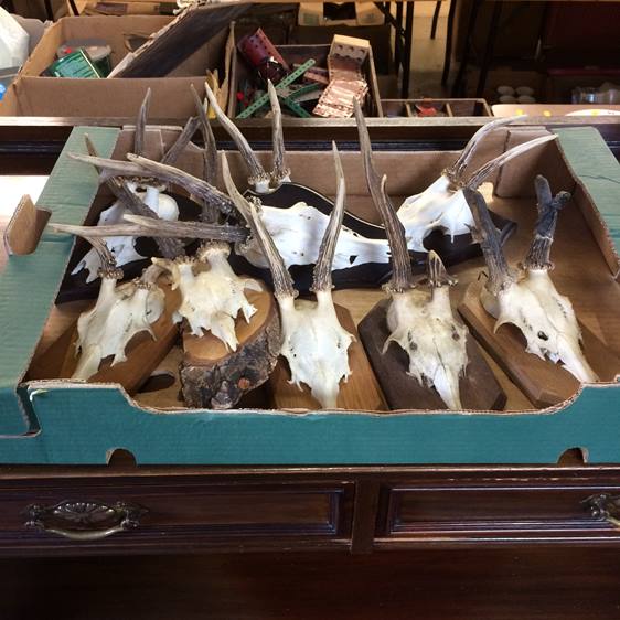 Quantity of mounted antlers