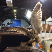 Taxidermy study of an Owl