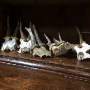 Collection of mounted antlers