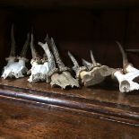 Collection of mounted antlers
