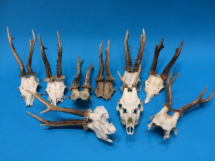 A collection of Antlers