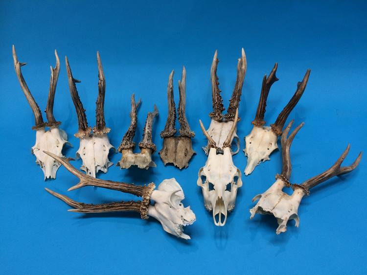 A collection of Antlers - Image 2 of 2