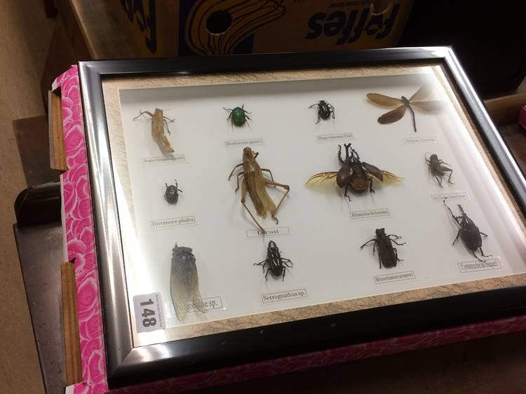 Two sets of framed insects - Image 2 of 4