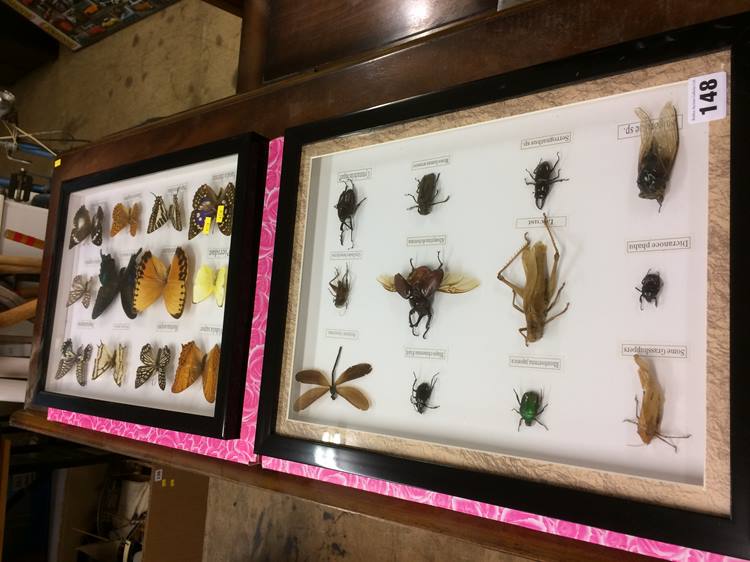 Two sets of framed insects