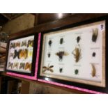 Two sets of framed insects