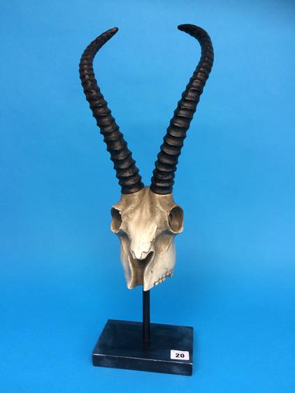 A mounted skull on stand