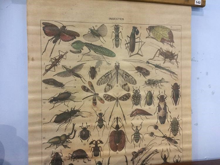 An Insect scroll - Image 2 of 2