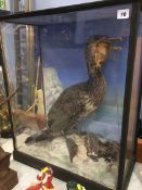 Taxidermy study of a Cormorant