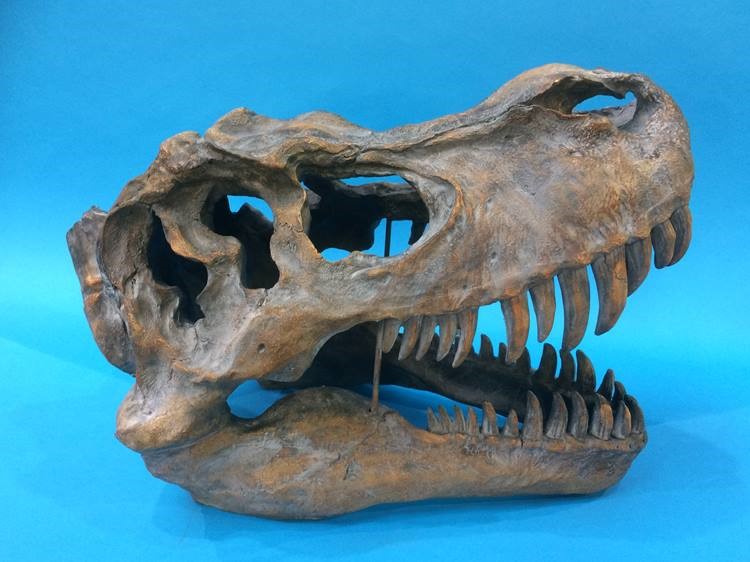 A cast resin T-Rex skull - Image 2 of 2