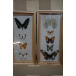 Pair of framed butterfly specimens, latin names to