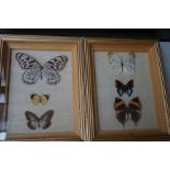 Pair of framed butterfly specimens, latin names to