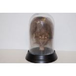 Shrunken head in a glass dome