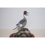 Boarder Fine Art figure of Pintail 27cm height