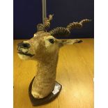 A taxidermy of a kudu on a wooden mount